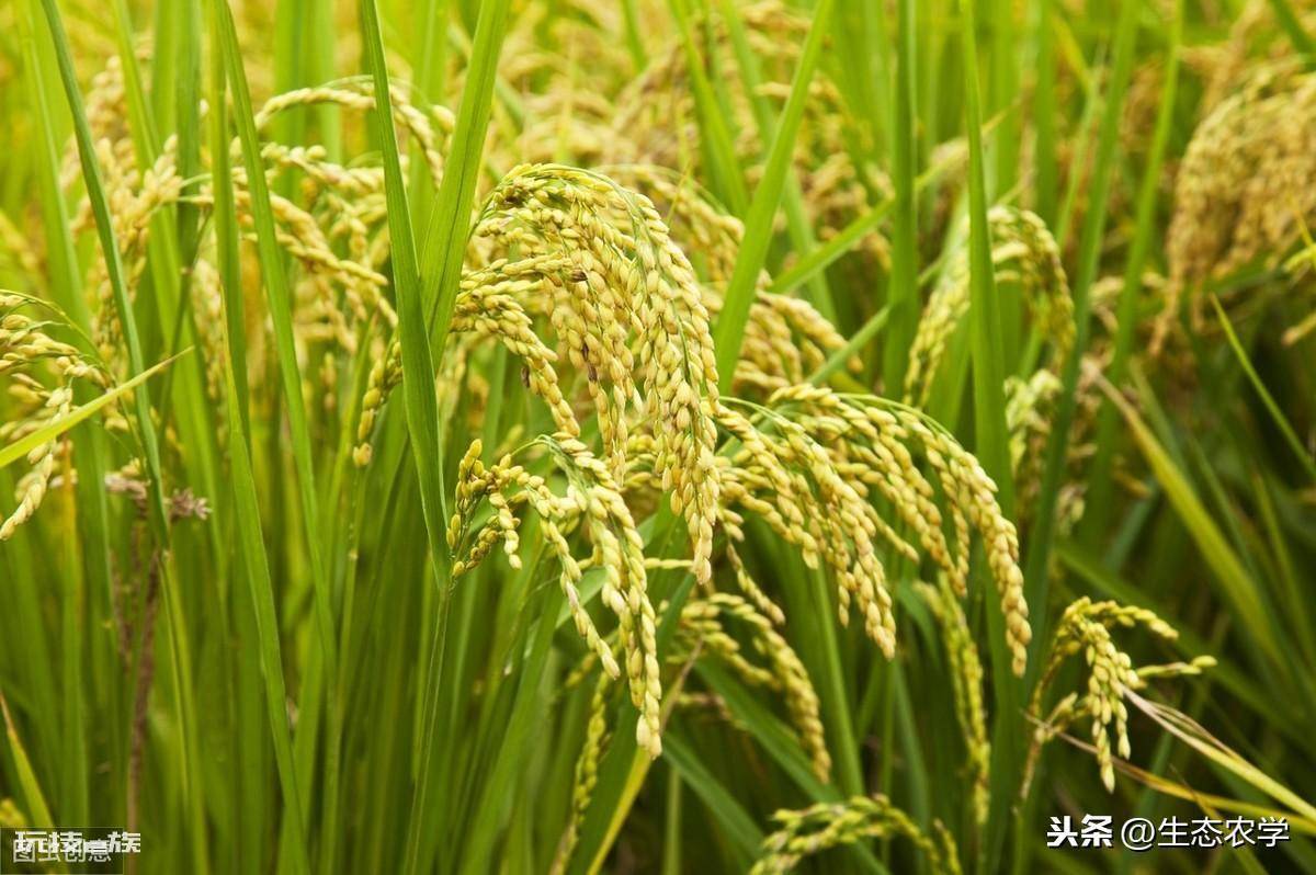 水稻稻瘟病用什么药防治好(水稻稻瘟病防治技术及注意事项)-图片2
